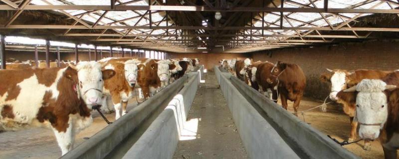 养牛场营业执照怎么办养10头牛只一年赚多少