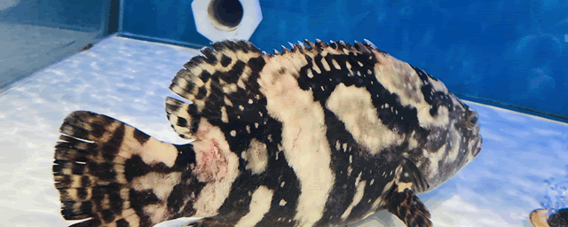 养殖黑鱼喂什么饲料