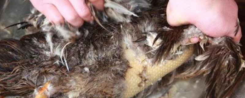 怎么正确的杀鸭子放血鸭子怎么去毛