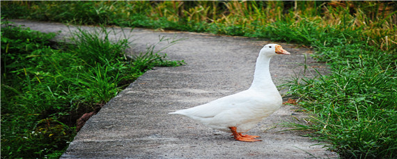 鹅吃什么东西作为食物