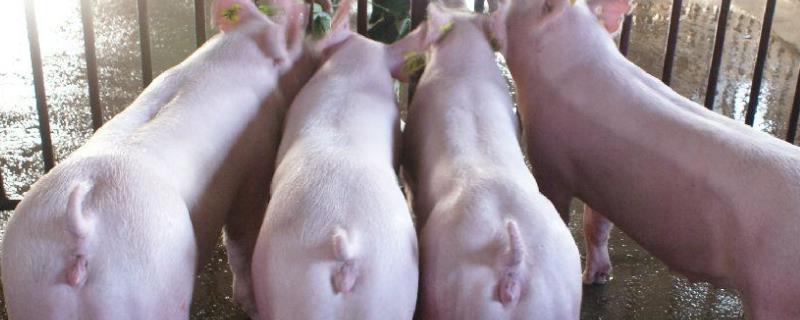 母猪配种方法后备母猪配种顺口溜