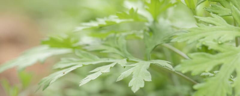 蜈蚣怕什么植物