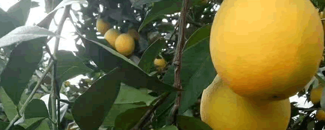 脐橙裂果如何防治