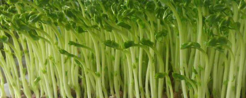 第一茬豌豆苗应该剪到哪里附豌豆苗的种植方法和时间