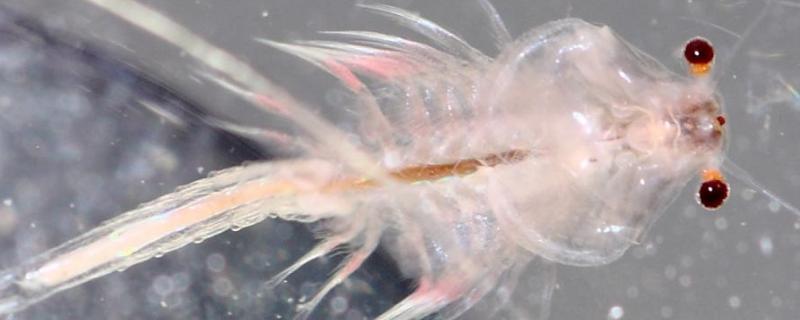 丰年虾的家庭养殖怎么孵化和红虫哪个营养高