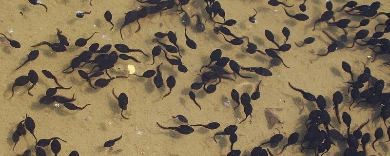 牛蛙的蝌蚪长什么样子牛蛙的蝌蚪和青蛙的蝌蚪有什么不同