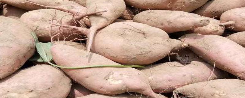 龙九红薯品种介绍