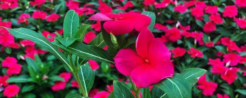 花卉天天开的养殖方法种子如何采集