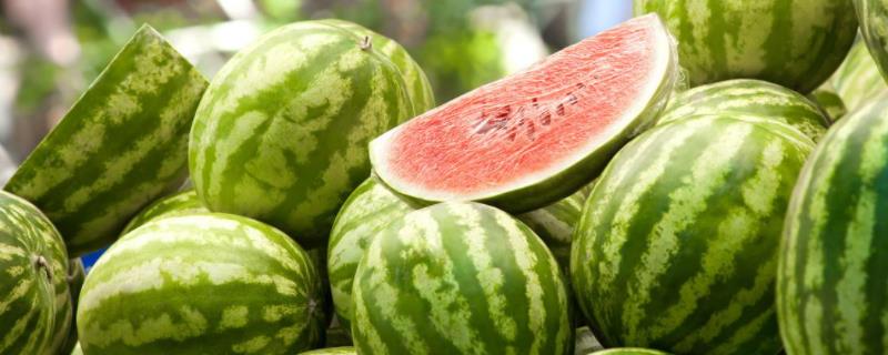 8424西瓜行距及株距无籽西瓜是单倍体吗