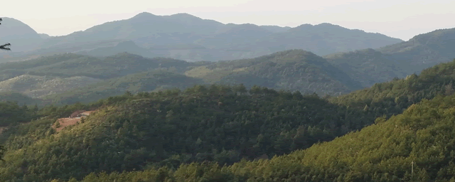 竹笋的功效与作用有哪些