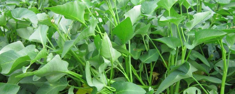 空心菜怎么种附病害图片与防治