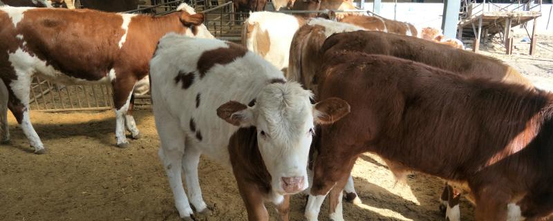 牛反刍的知识反刍多少次正常