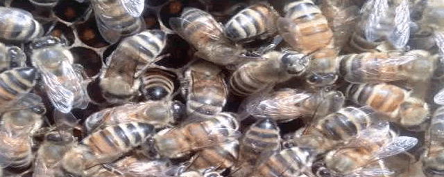 中蜂蜂箱怎么制作