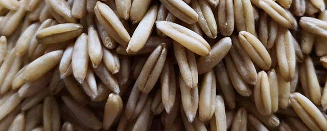 2020小麦价格走势