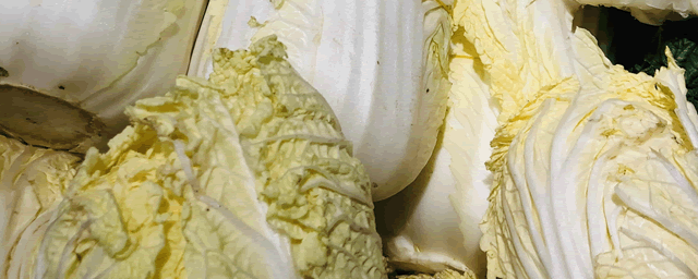 大白菜的种植时间