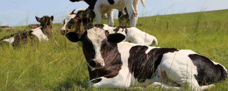 奶牛耳朵上的是什么