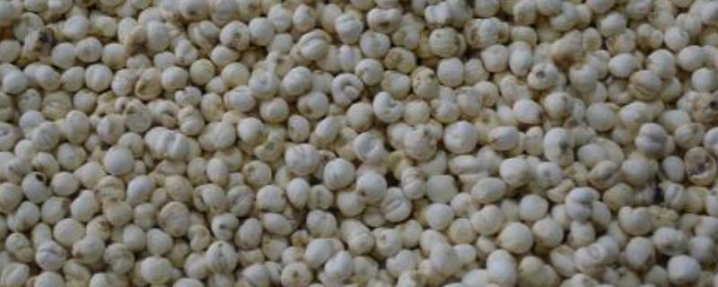 平贝母一亩地产量和川贝母有什么区别