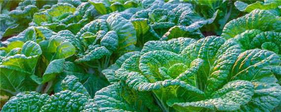 寒露还用给白菜施肥吗