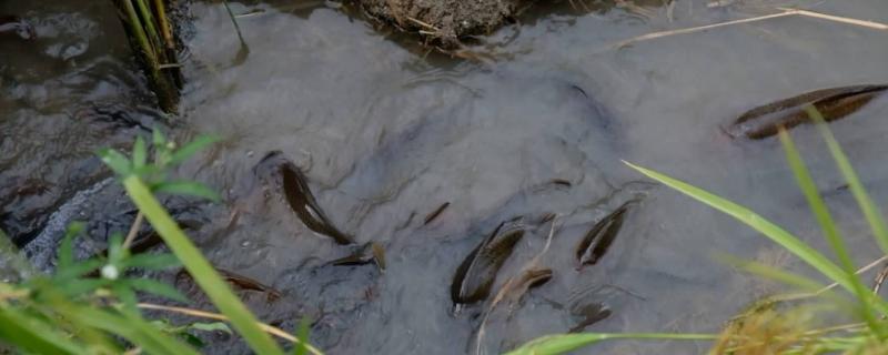 稻田养鱼怎么设计一亩能养多少鱼