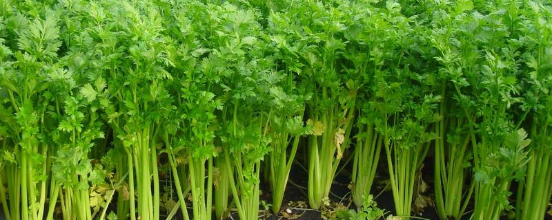 早春种什么蔬菜来钱快早春种什么花