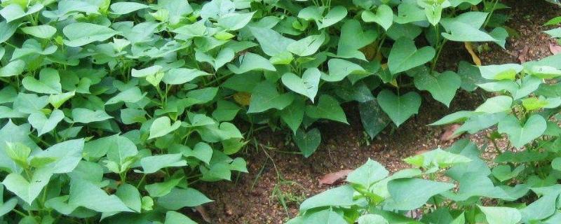 红薯苗倒插的正确方法怎么栽种接红薯多