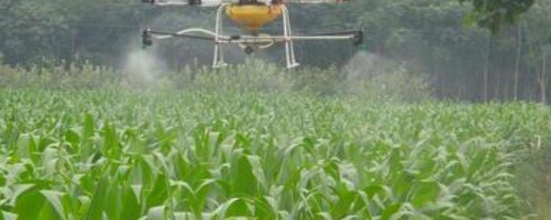 爱苗杀菌剂能防啥病附使用注意事项