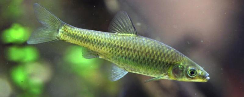 麦穗鱼一次产多少卵一年繁殖几次