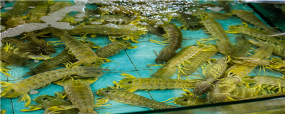 皮皮虾有虾线吗