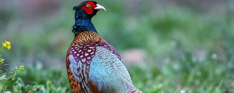 野鸡喜欢吃什么诱饵野鸡是国家几级保护动物