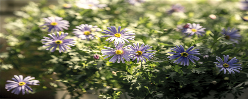 姬小菊怎么过冬