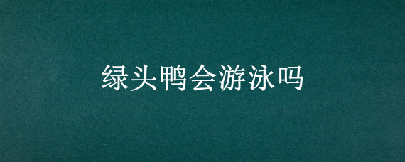 绿头鸭会游泳吗