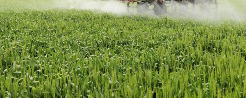 多效唑在小麦使用方法及注意事项多效唑有什么作用