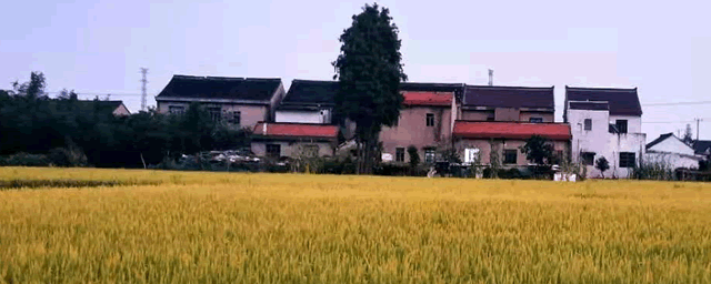 农村致富项目有哪些