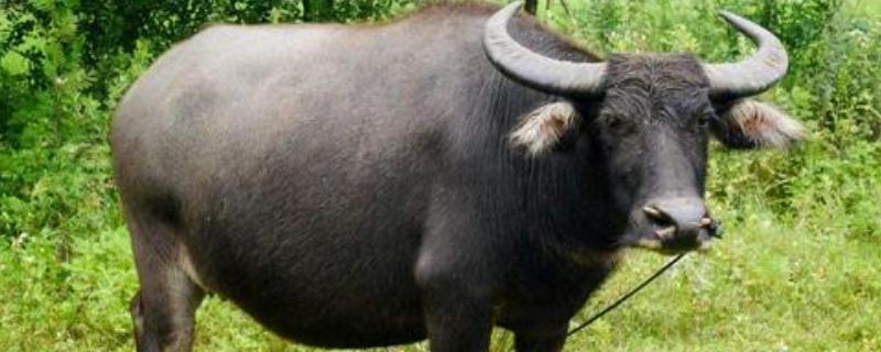 牛应激反应怎么处理表现在哪些方面？几天能好