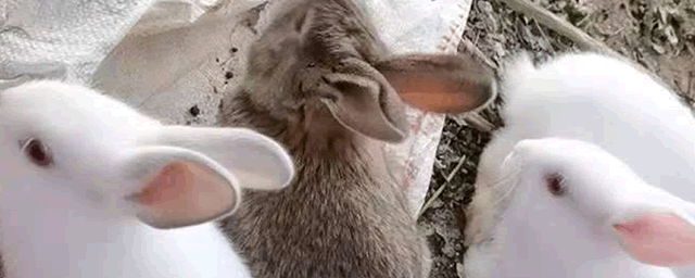 兔子养殖能赚钱吗