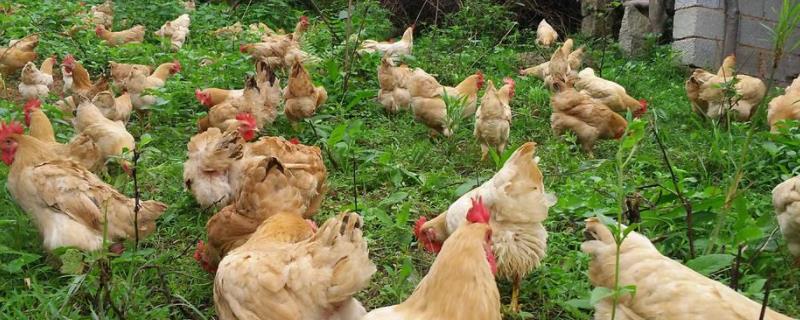 鸡的耳朵像什么怕不怕冷