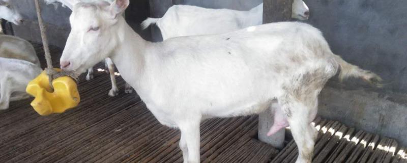 羊羔死在大羊肚子里怎么办会出现什么症状