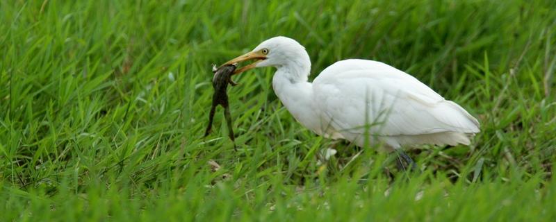 白鹭的寿命和繁殖一胎生几个