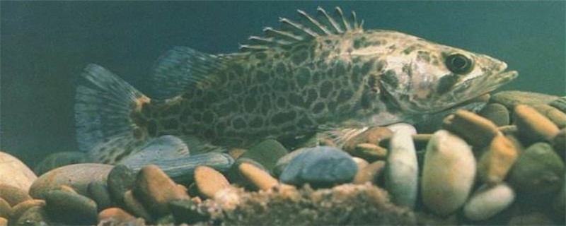 三峡鱼是什么鱼