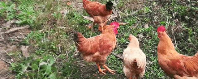 鸡冠发紫色是什么病