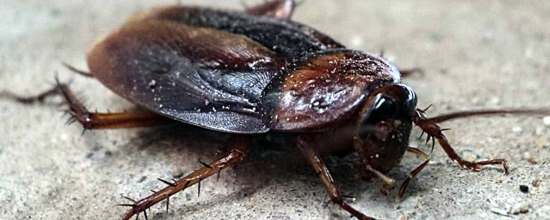 蟑螂怎么过冬