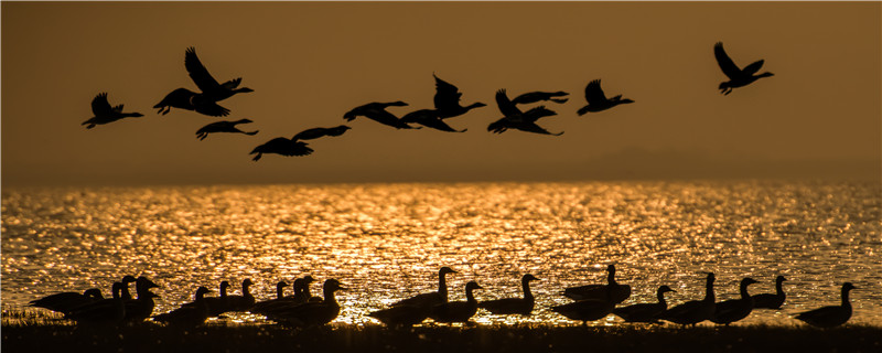 大雁怎么过冬