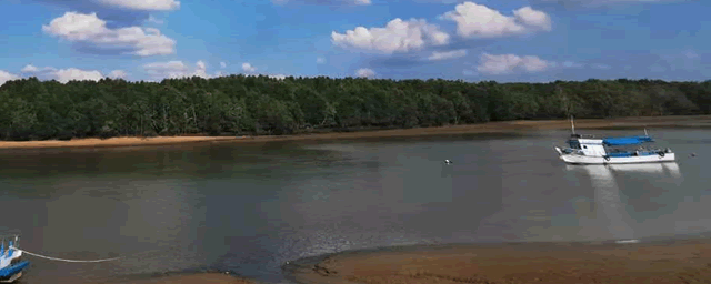 一般家鹅几个月下蛋