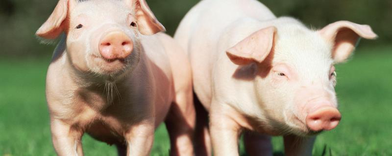 猪为什么不分左右脚蹄子裂了用什么药治