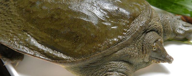 小甲鱼吃什么甲鱼买回家怎样放能活多久