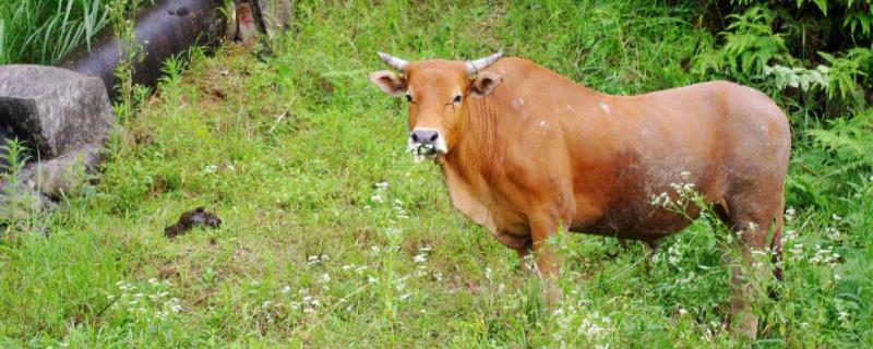 牛多少天下小牛下小牛后几小时下胎盘