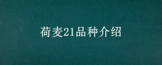 荷麦21品种介绍