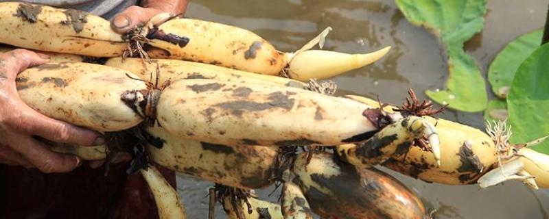 莲藕栽培与种植技术种植前景如何