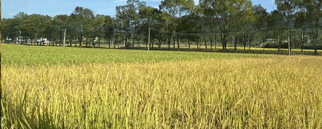 水稻最佳施肥时间