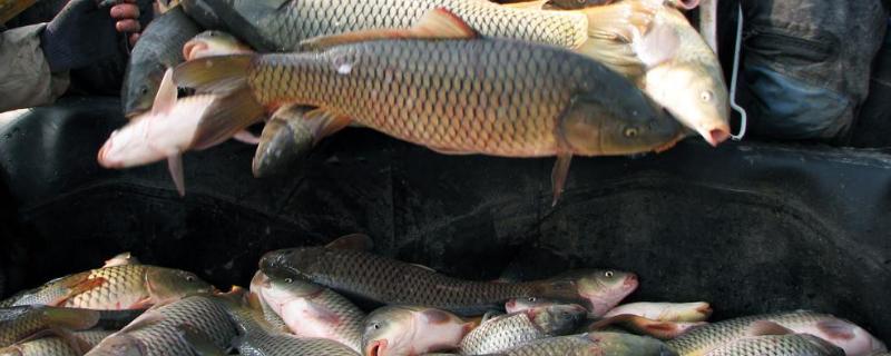 鲫鱼多少度停止吃食二指粘网多大鲫鱼